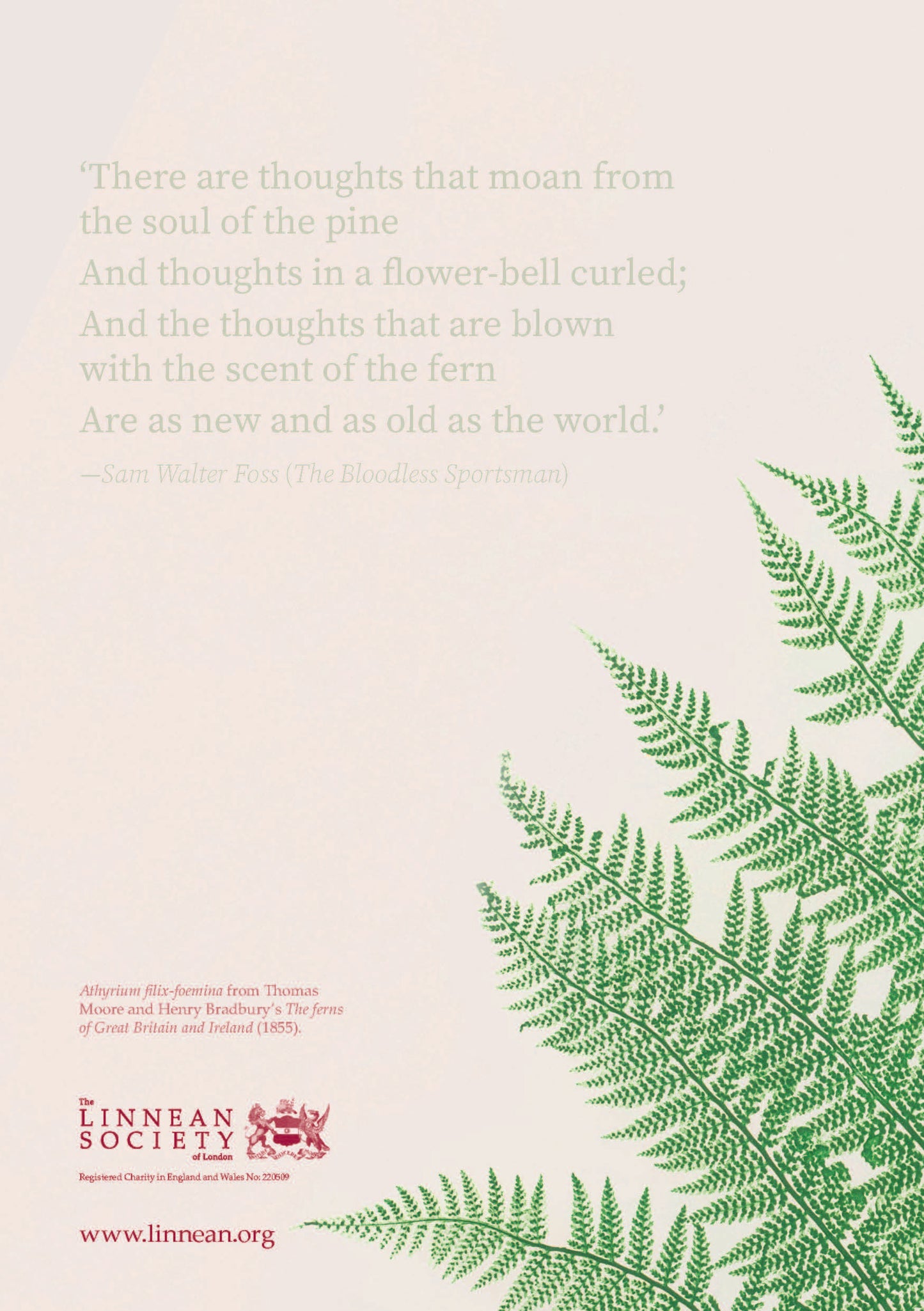 Back cover of notebook with fern illustration and quote