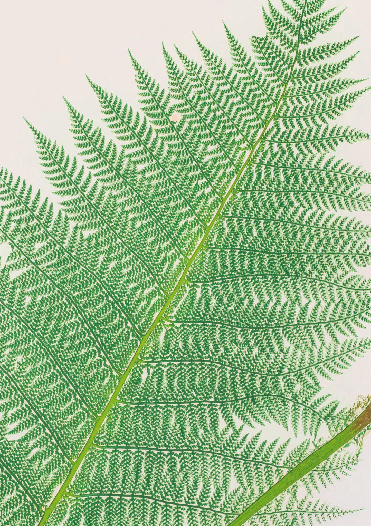 Botanical illustrated notebook with a large fern on white background
