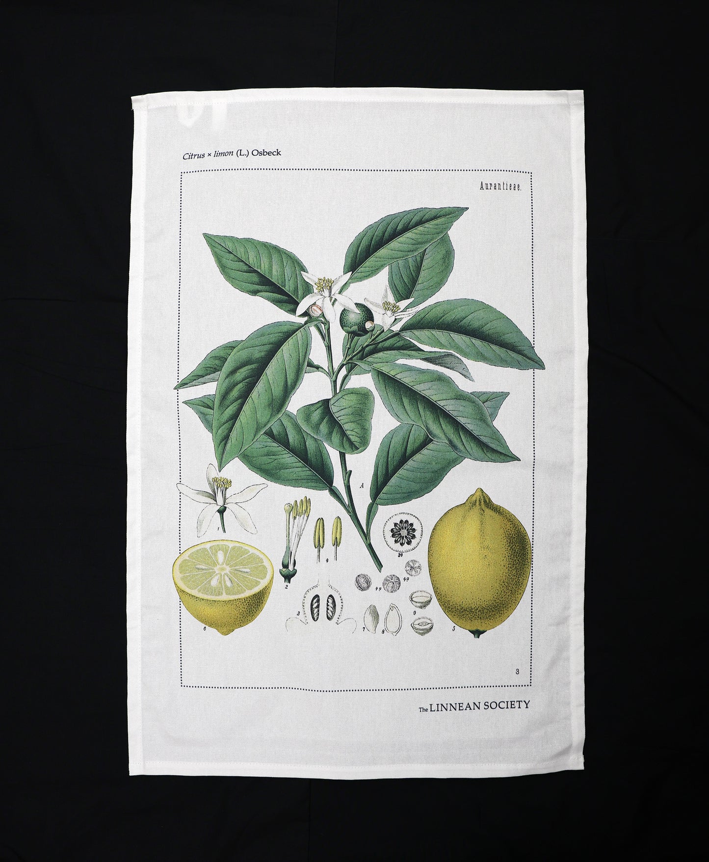 Tea towel - Lemon, citrus x limon