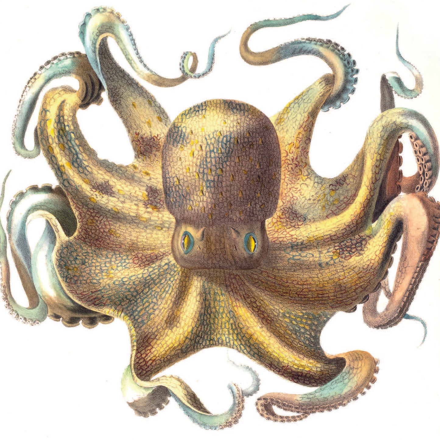 Greeting Card - Octopus