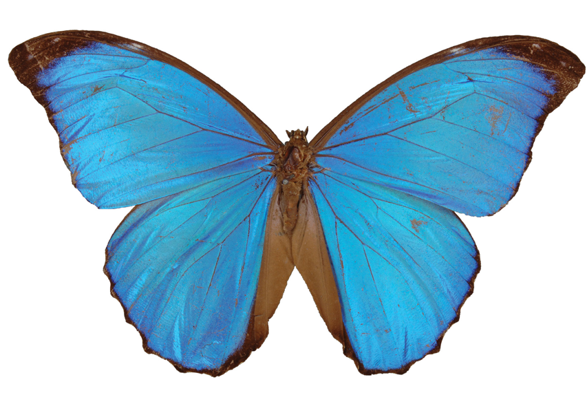 Postcard - Blue Morpho Butterfly