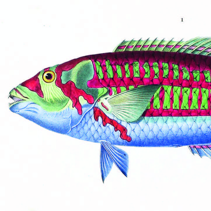 Greeting Card - Fish (Wrasse)
