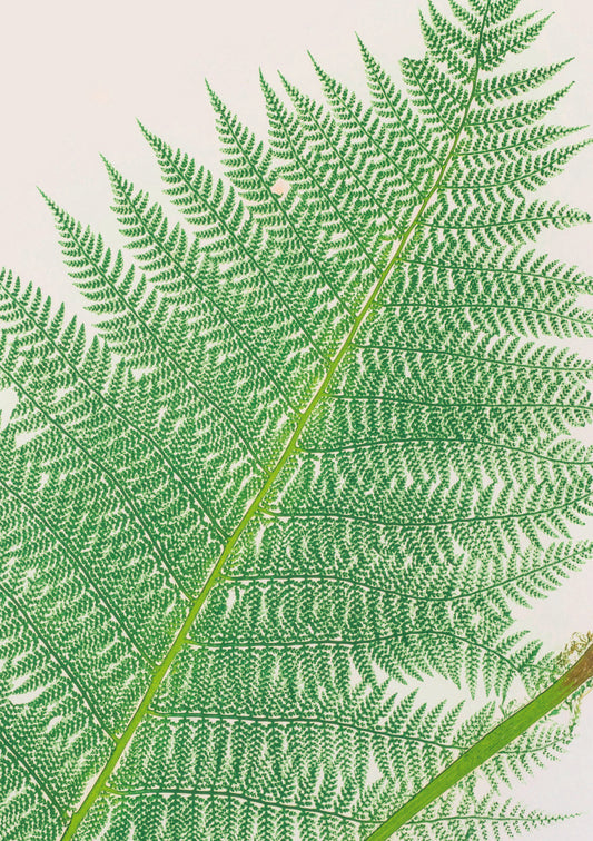 Botanical illustrated notebook with a large fern on white background