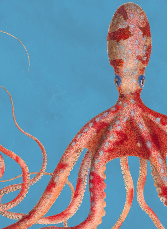 Blue notebook with illustration of a red octopus