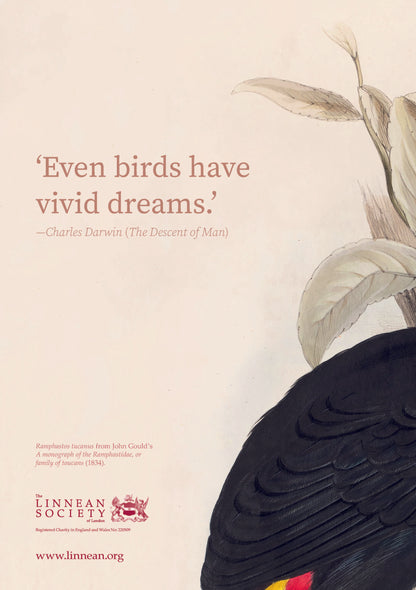 Back cover of notebook with toucan illustration and quote from Charles Darwin