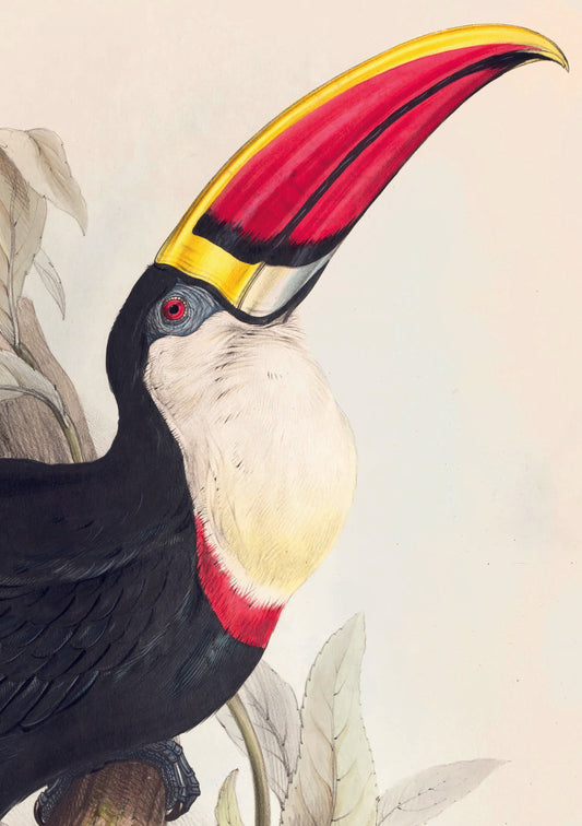 Notebook with illustration of toucan by Edward Lear