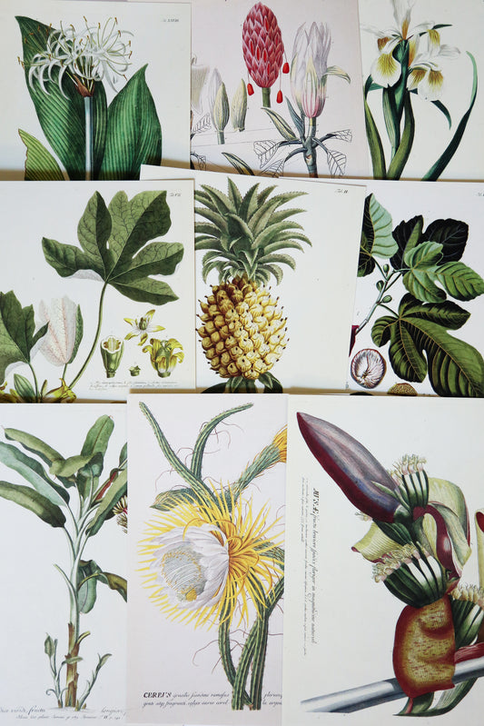 Selection of botanical art illustrated postcards by Ehret