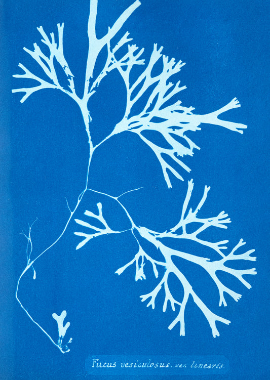 A blue plate of the bladder wrack seaweed by Anna Atkins
