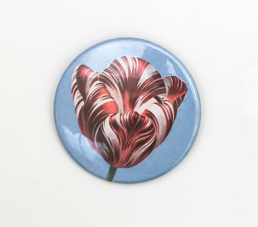 Blue pin badge with illustration of purple and white variegated tulip