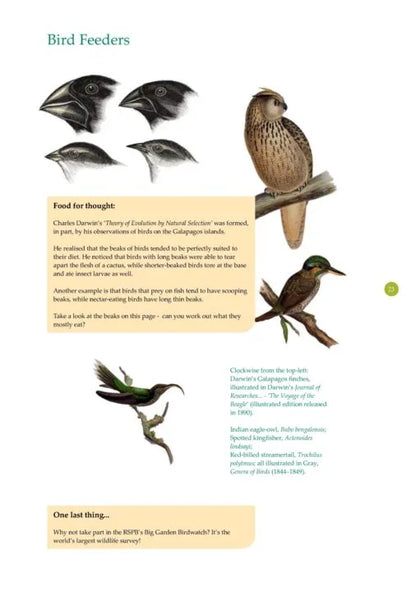 Inside page about bird feeders in nature activity book for children