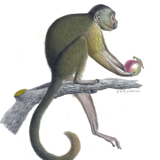 Greeting Card - Monkey (Capuchin)