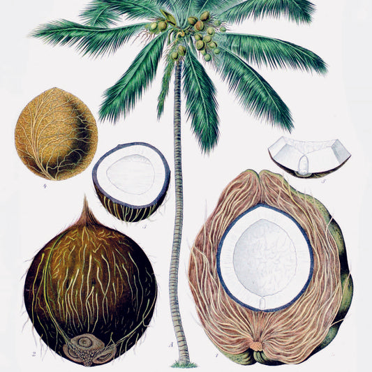 Greeting Card - Coconut