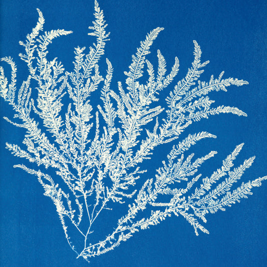 Greeting Card - Cyanotype