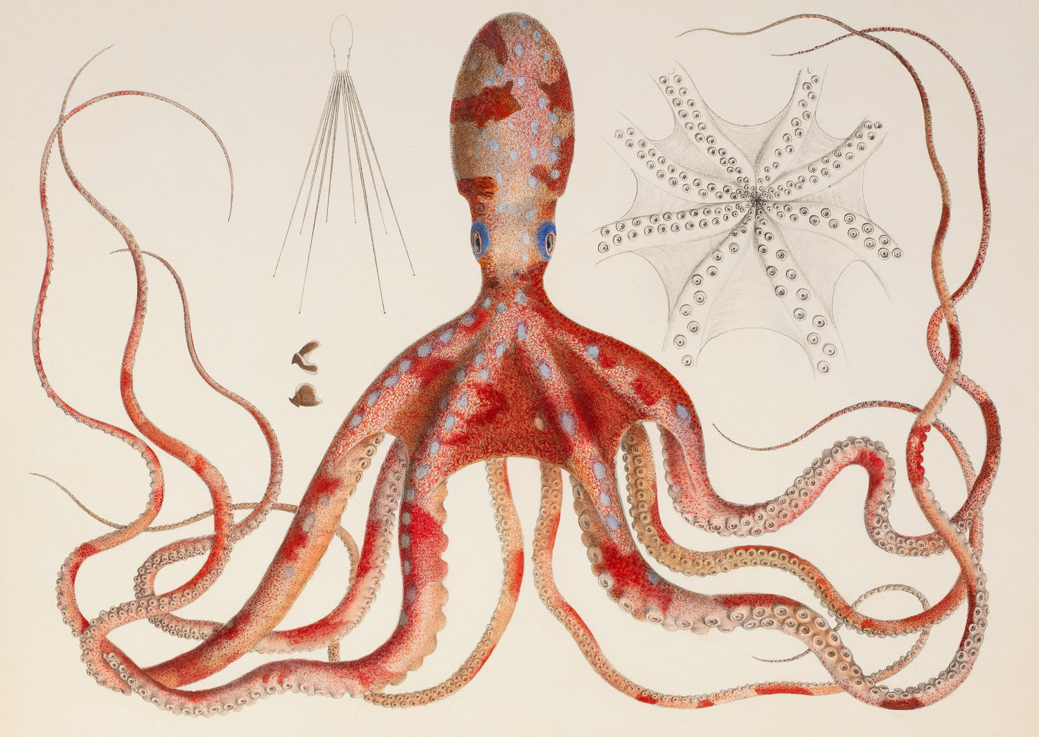 Detailed illustration of a red octopus