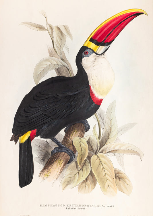 A3 art wall print of a toucan illustrated by Edward Lear