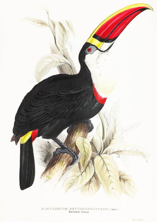 Vintage toucan illustration by Edward Lear