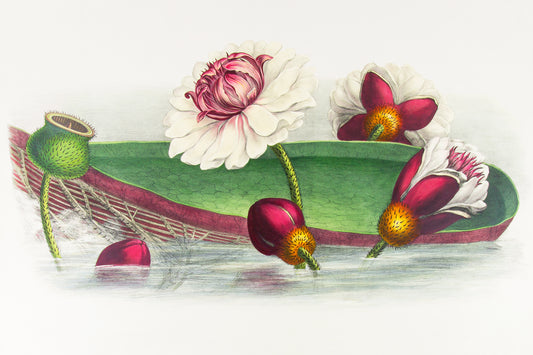 A3 art wall print of a water lily with pink and white flowers