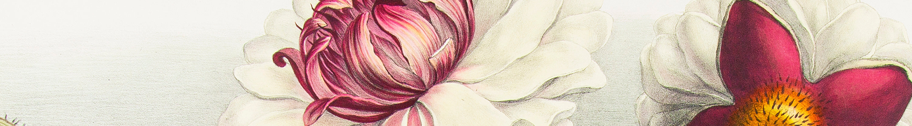 Botanical illustration of pink and white flowers