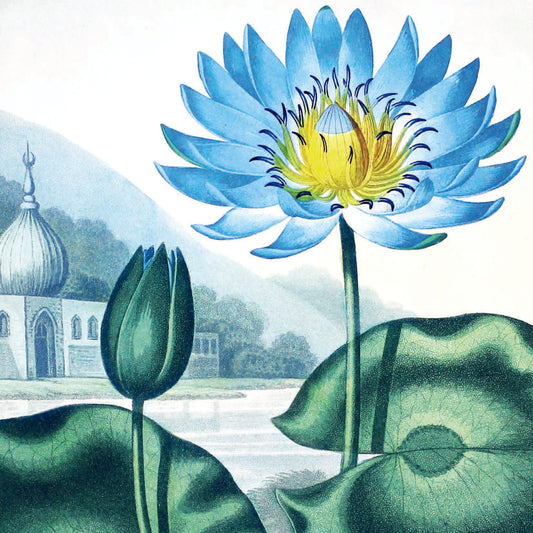 Greeting Card - Lotus