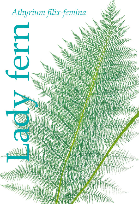 Large botanical magnet with an illustration of a fern