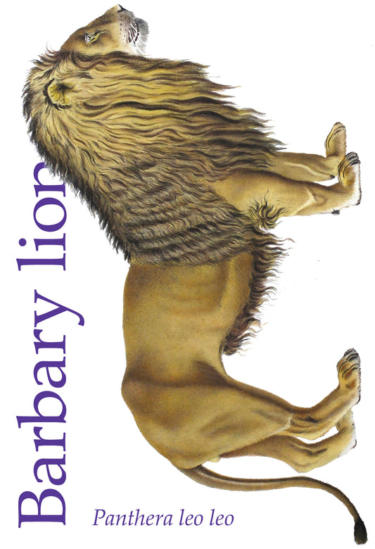 Fridge magent with detailed illustration of a barbary lion