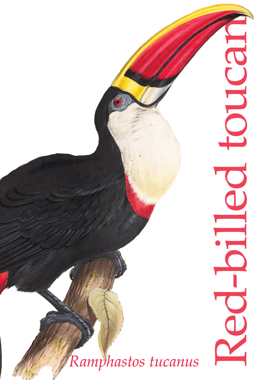 Large magnet with illustration of a toucan by Edward Lear