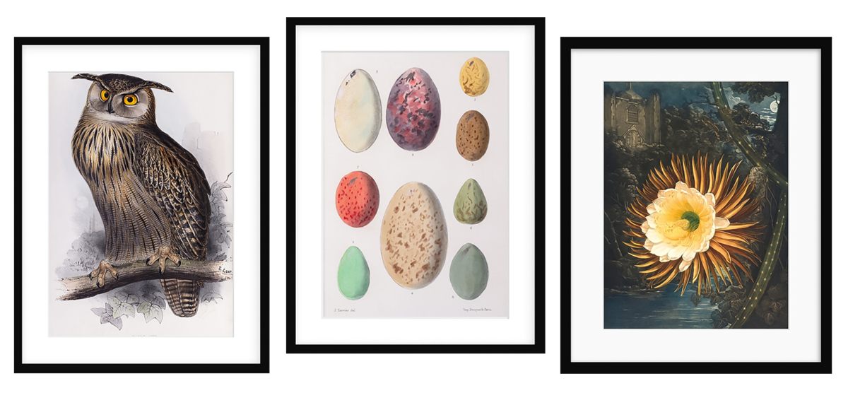 Framed art prints from the Linnean Society, with an owl, different coloured eggs, and botanical floral design