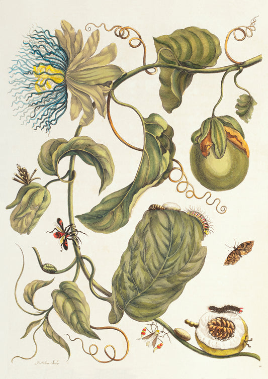 Detailed botanical illustration of intertwining leaves and insects