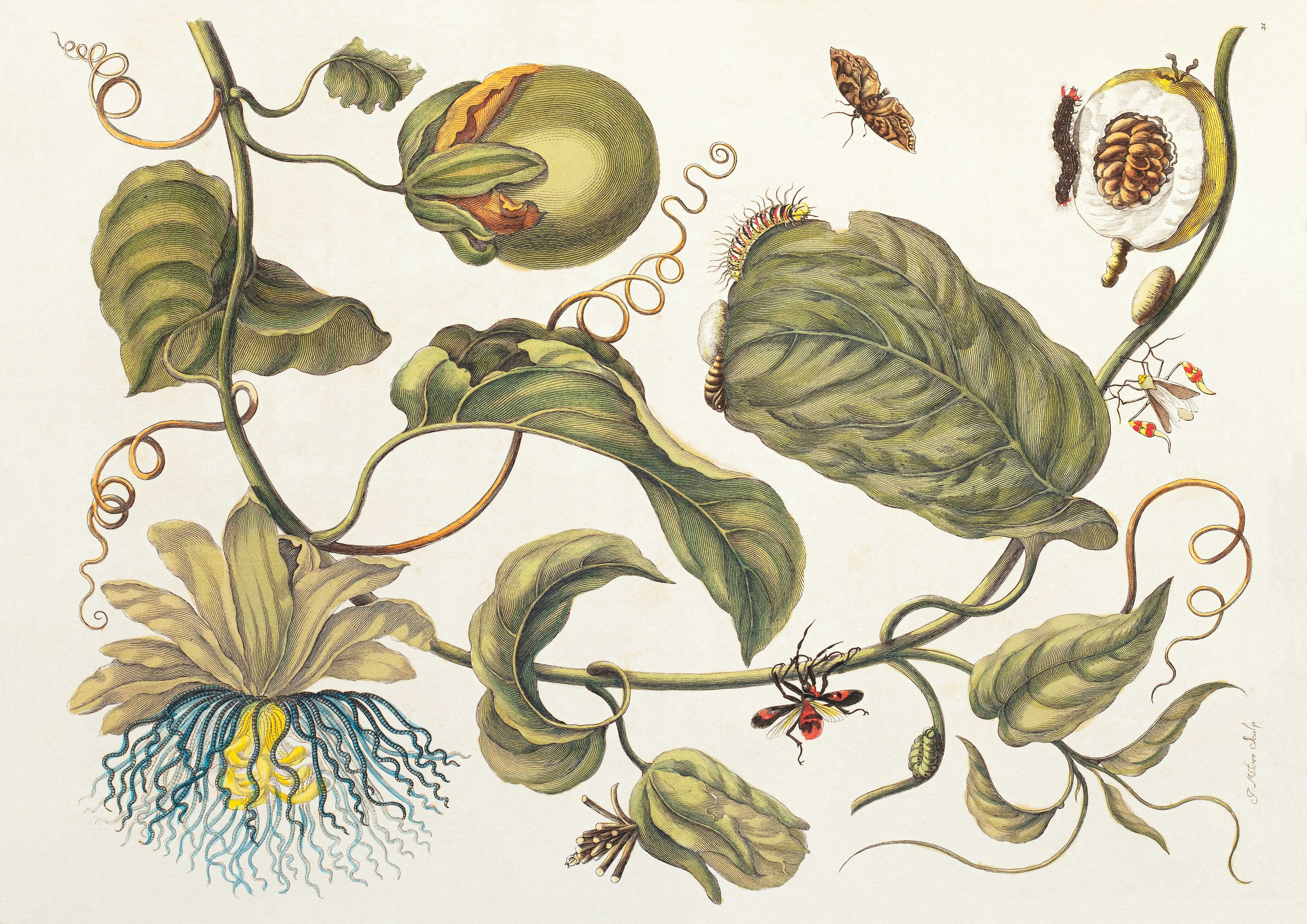 Detailed botanical illustration of intertwining leaves and insects