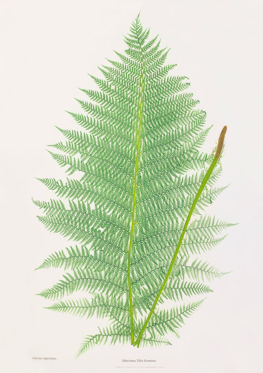 A3 botanical art print of an illustrated fern