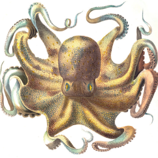 Greeting Card - Octopus