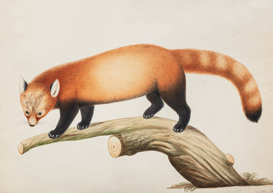 A3 size botanical print of a red panda