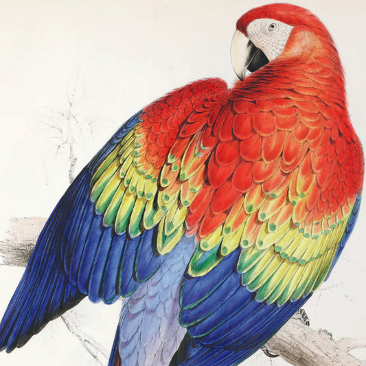 Greeting Card - Parrot (Scarlet Macaw)