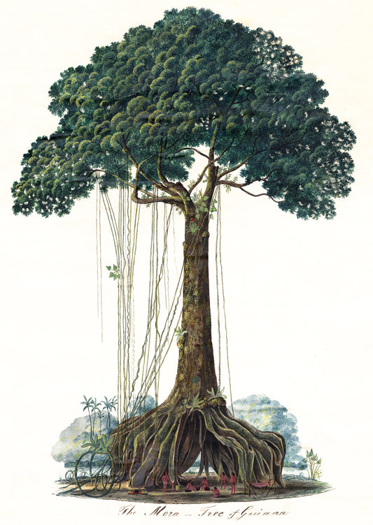 Illustrated postcard of a mora tree