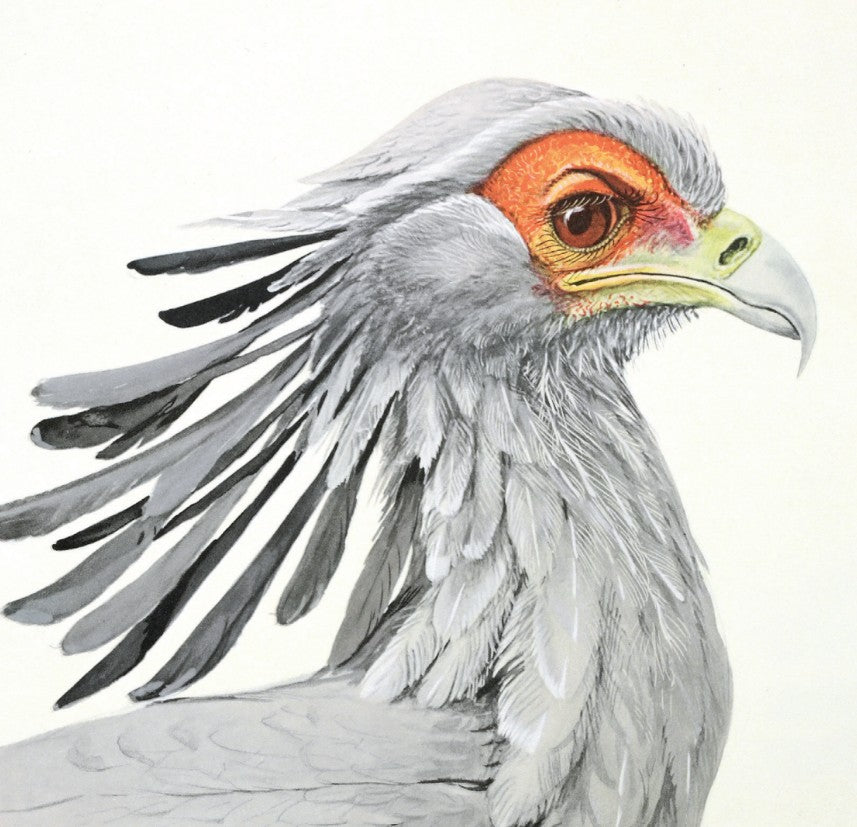 Greeting Card - Secretary Bird
