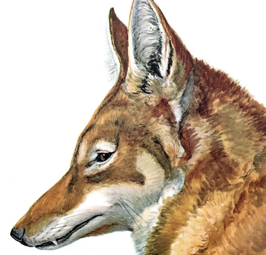 Greeting Card - Wolf