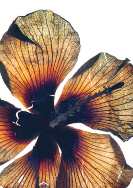 Postcard - Sea hibiscus (Hibiscus tiliaceus) Artist Lena Granefelt