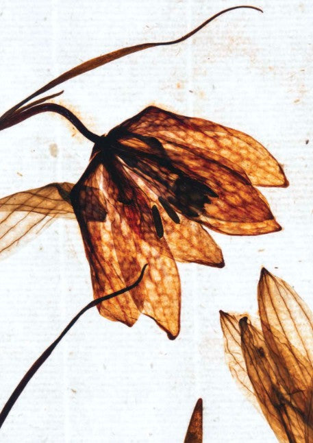 Postcard - Snake’s head fritillary (Fritillaria meleagris) Artist Lena Granefelt