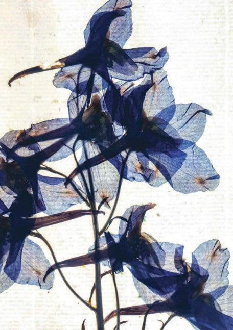 Postcard - Siberian larkspur (Delphinium grandiflorum) Artist Lena Granefelt
