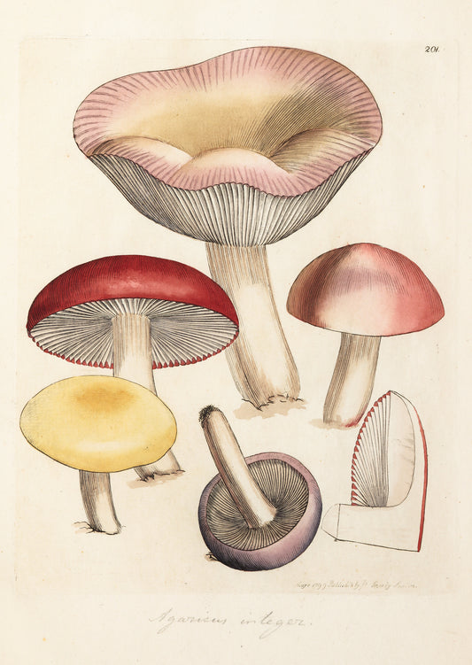 Detailed illustration of fungi from the archives of the Linnean Society