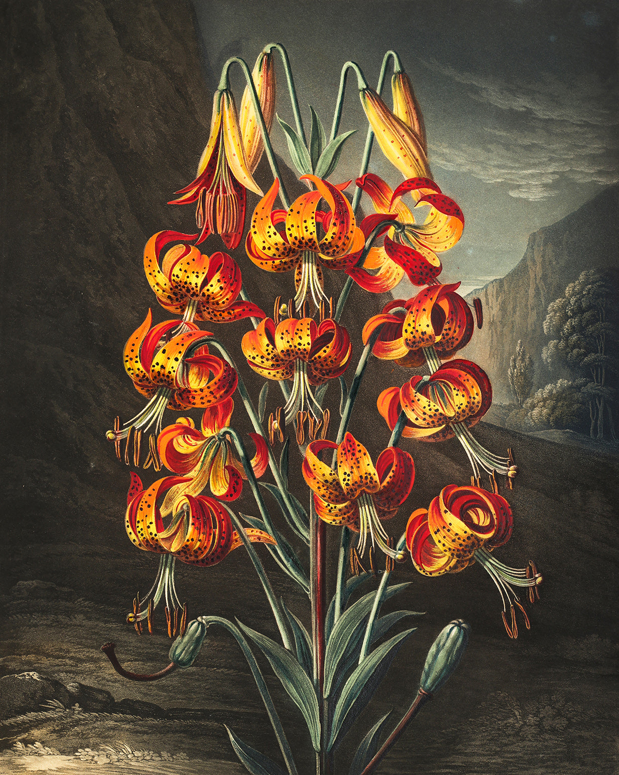 Illustration of The Superb Lily by Philip Reinagle, orange and red flowers with hills in background