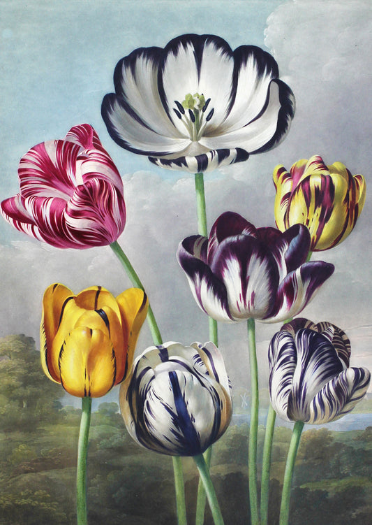 Illustrated postcard of variegated tulips in yellow, purple, white and pink