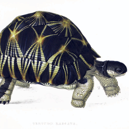 Greeting Card - Tortoise