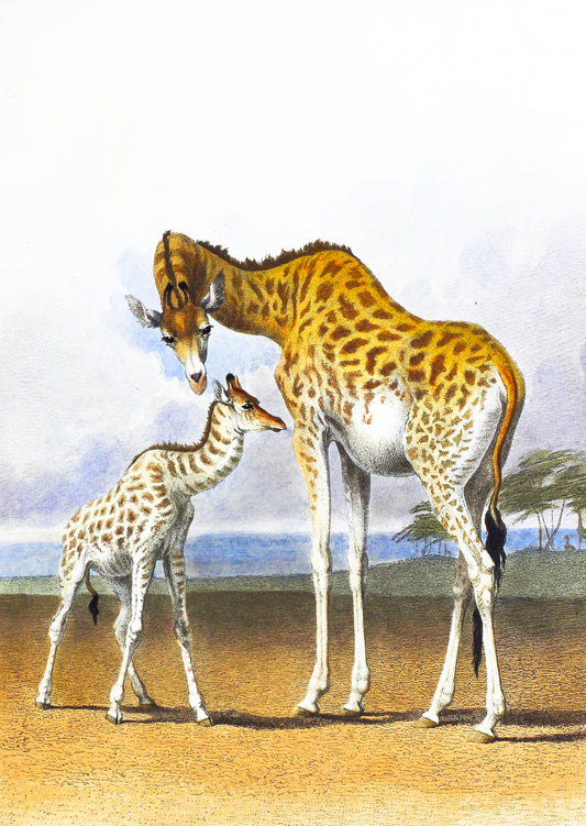 Illustrated postcard of two giraffes