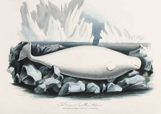 Illustration of a beluga whale amongst icebergs