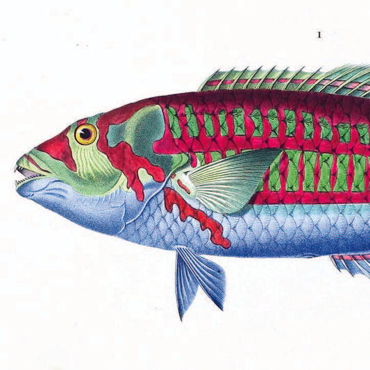 Greeting Card - Fish (Wrasse)